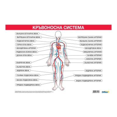 Office 1 Ученическо табло ''Кръвоносна система'', 100 x 70 cm